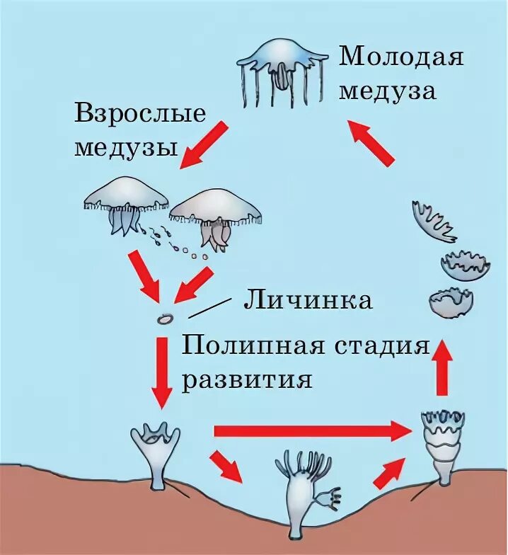 Стадия жизненного цикла медузы. Жизненный цикл сцифоидных медуз схема. Цикл развития сцифоидной медузы. Размножение сцифоидных медуз. Цикл развития сцифоидной медузы схема.