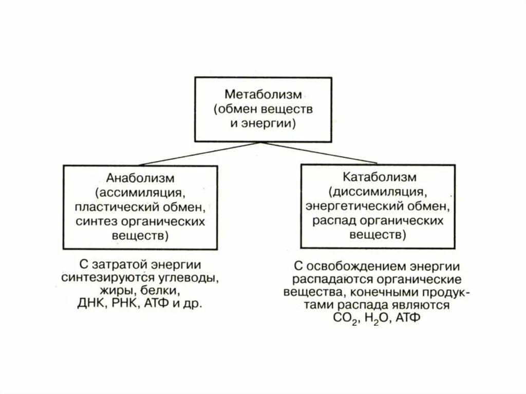 Метаболизм таблица