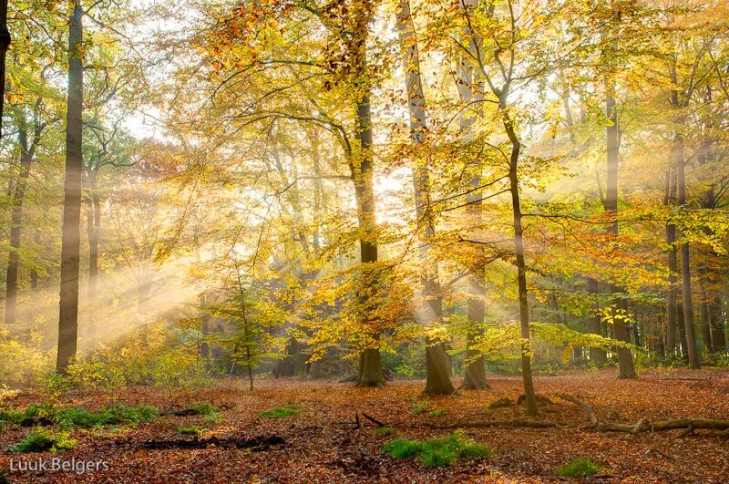 Залитый солнцем класс. Лес залитый солнцем. Утро солнце. Акварелист илья ибряев. Луч.