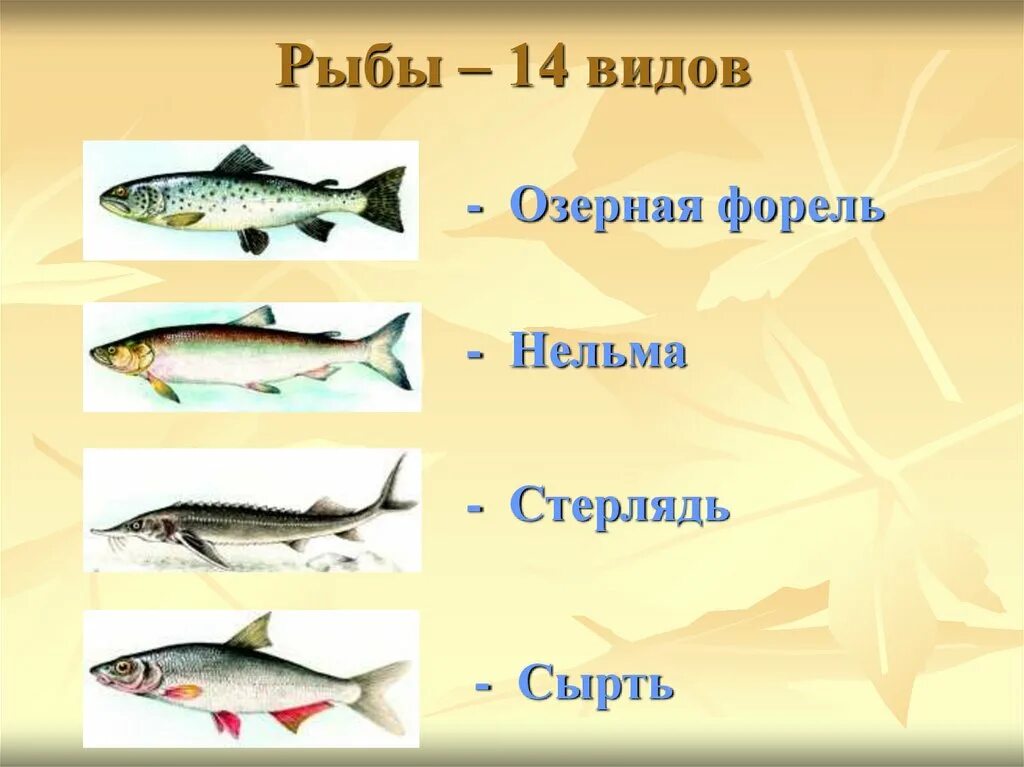 рыбы в озерах названия. рыбы обитающие в озерах. какие виды рыб водятся в волге. омуль байкальский. рыбы в озерах названия.