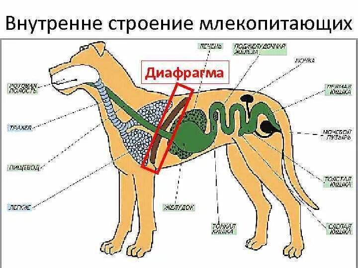 Внешнее строение млекопитающих кратко. Внутренняя система млекопитающих 7 класс. Системы органов млекопитающих 8 класс. Внутренне строение млекопитающих. Внешнее строение млекопитающих.