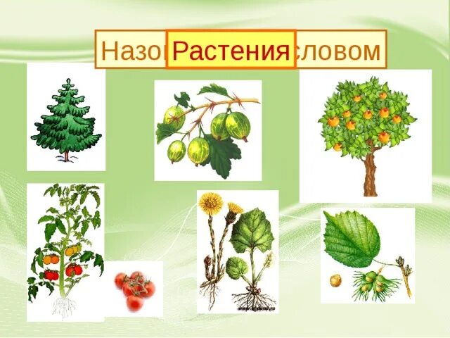Кустарники примеры растений 2 класса Схематически дерево кустарник травянистое растение