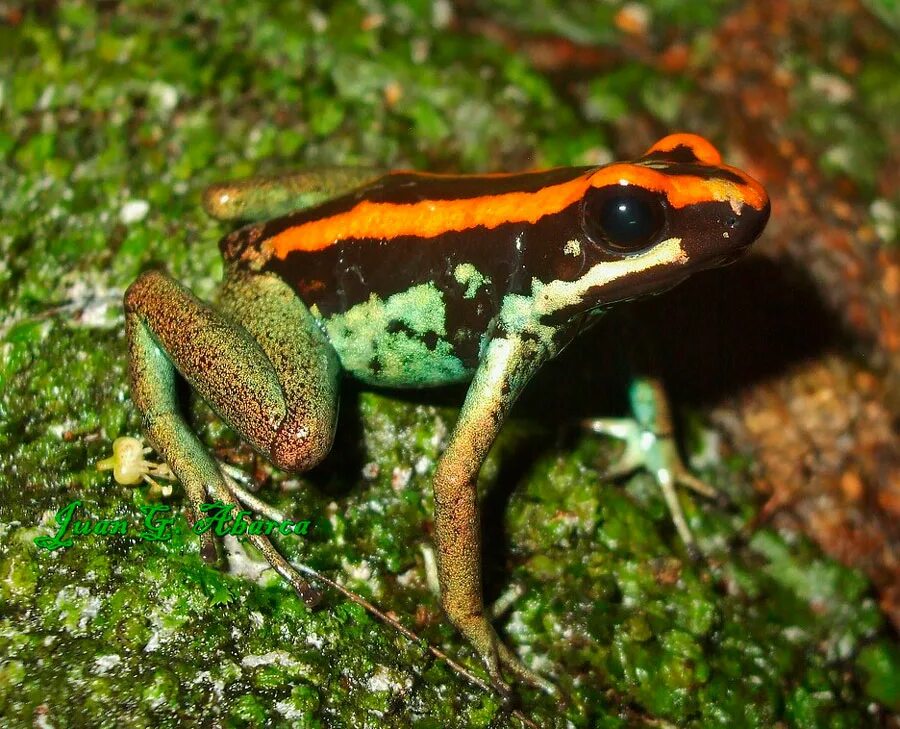 Краснобрюхая жерлянка (bombina bombina). Маленькая коричневая лягушка. Красногрудая жерлягка. Дальневосточная жерлянка лягушка. Старая жаба.