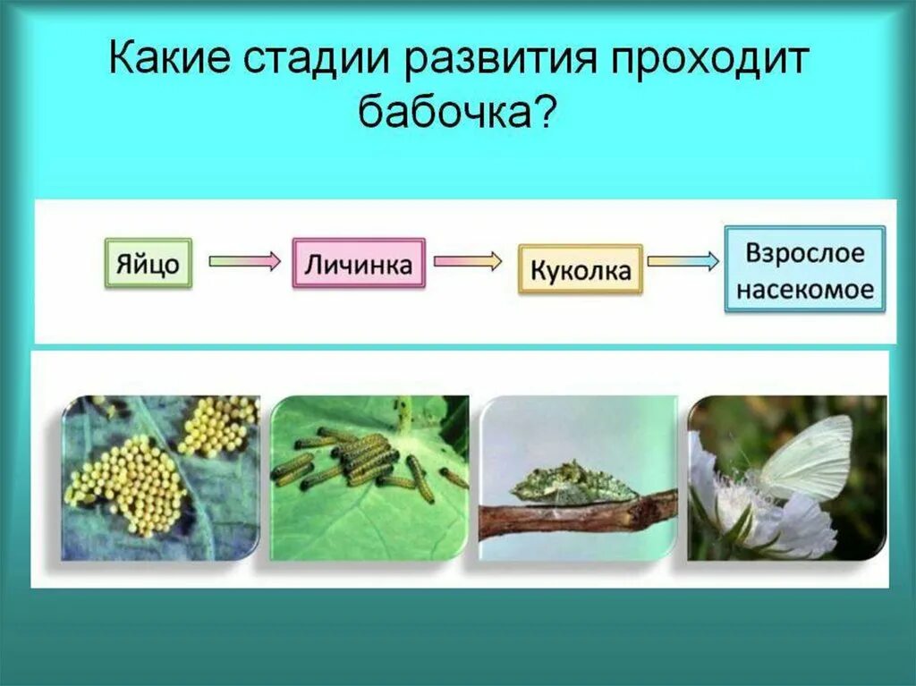 Презентация развитие животных. Развитие животных. развитие животных с превращением и без превращения. стадии развития с превращением. развитие животных без превращения 7 класс.