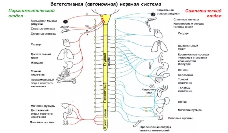 Строение и функции симпатического отдела. Схема симпатической иннервации вегетативной нервной системы. Строение и функции симпатического и парасимпатического отделов ВНС. Симпатическая нервная система анатомия схема. Вегетативная нервная система структура и функции.