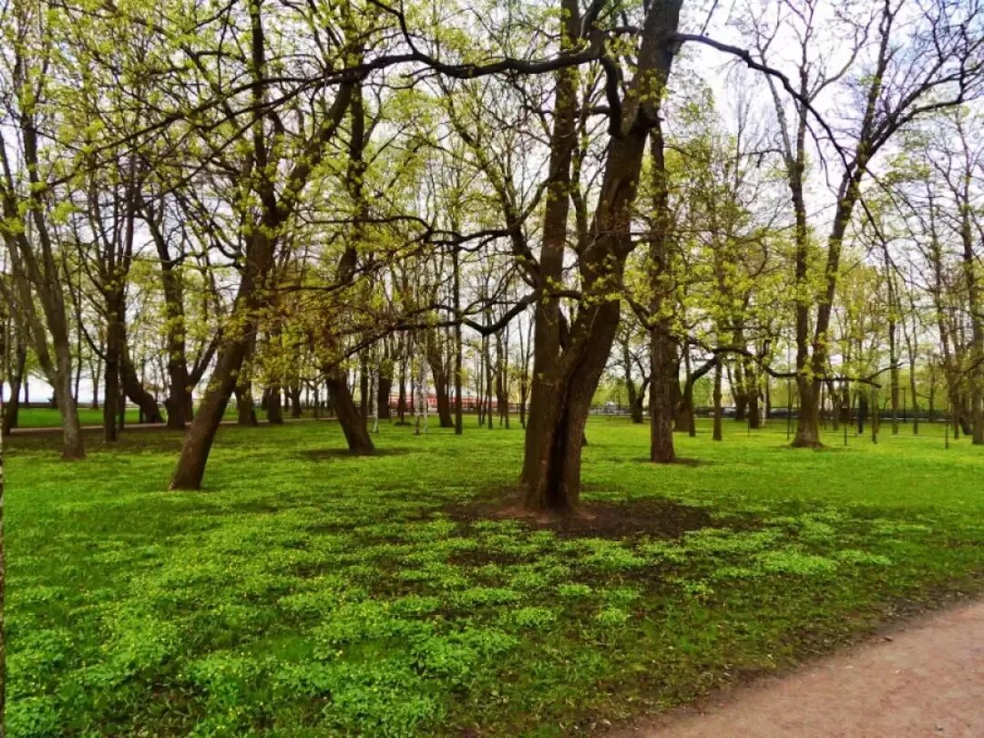 Парк Петровский парк Динамо. Петровский парк СПБ. Петровский лесопарк. Петровский сквер Москва. Петровский парк сайт парка