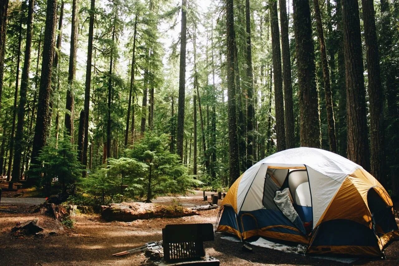 Travel camping. Палатка Ronin Camp. Палатка в лесу. Палатка туристическая в лесу. Палаточный кемпинг.