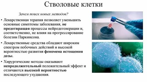 Роль стволовых клеток