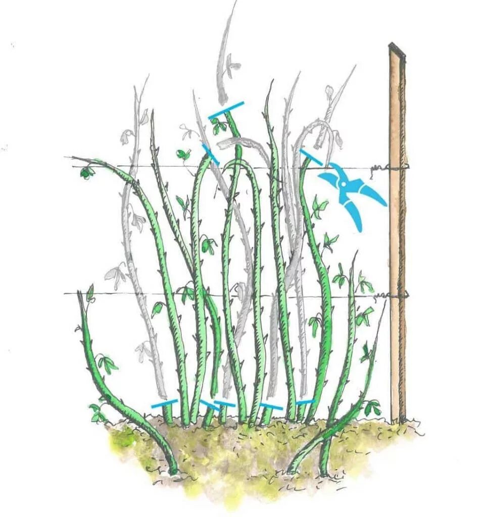 Нужно ли обрезать ремонтантную. Обрезка малины весной. Обрезка ремонтантной малины весной. Обрезка куста малины весной. Малина побеги куст.