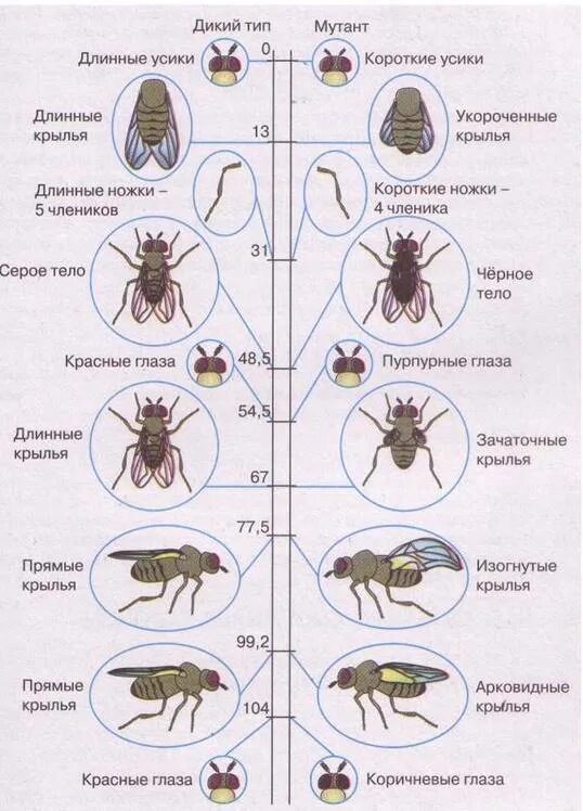 Генетическая карта х хромосомы дрозофилы. Мушка дрозофила генетика. Кроссинговер мушек дрозофил. Генетическая карта дрозофилы гены.