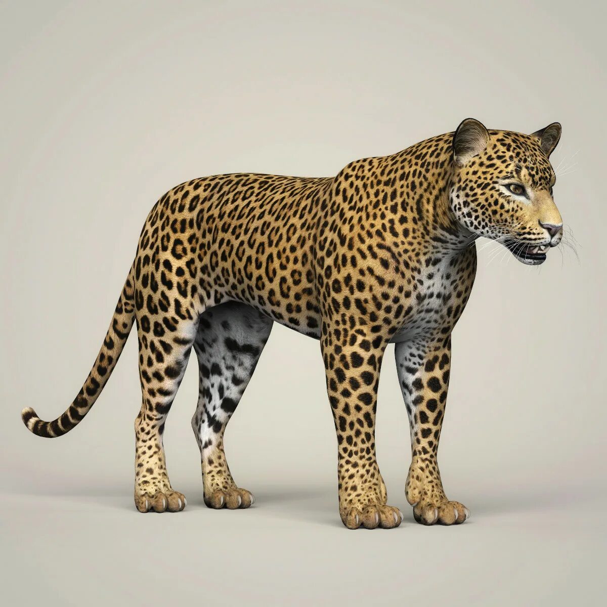 Leopard model. Леопард 3д модель. leopard 3d. леопард 3. леопард 3д стиль.