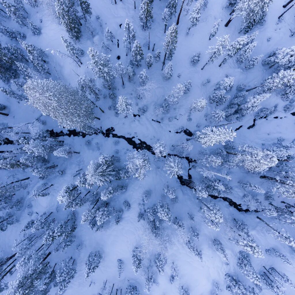 Обои на айфон зима. Зима для айфона. Заставка на айфон снег. Заснеженный лес. Заставка на айфон снег.