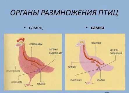 Матка курицы