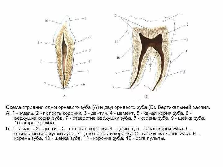 Схема анатомического строения зуба. Строение зуба коронка шейка корень. Послойное строение зуба.