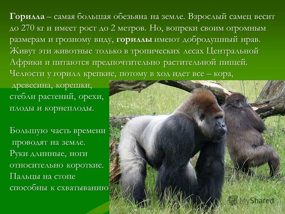 Горилла описание. Сообщение о горилле. Доклад про гориллу. Горилла презентация. Краткое содержание обезьянка 3 класс