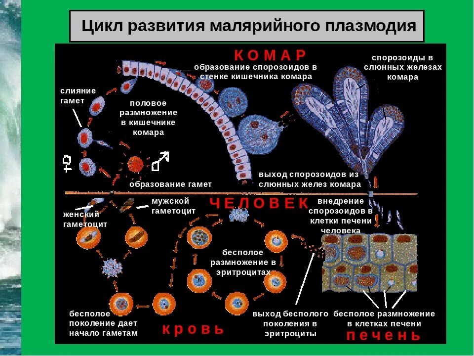 Стадии жизненного цикла малярийного плазмодия. Цикл малярийного плазмодия ЕГЭ. Стадии цикла развития малярийного плазмодия. Жизненный цикл малярийного плазмодия схема.