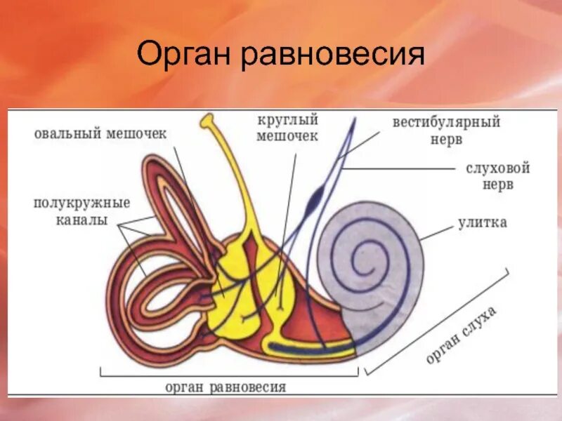 Где расположен орган равновесия как он устроен. Строение органа равновесия. орган равновесия анатомия. строение органа равновесия человека. строение анализатора органа равновесия.