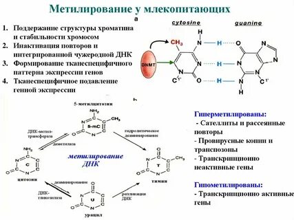 Цитозиновые нуклеотиды