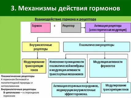 Типы гормонального влияния