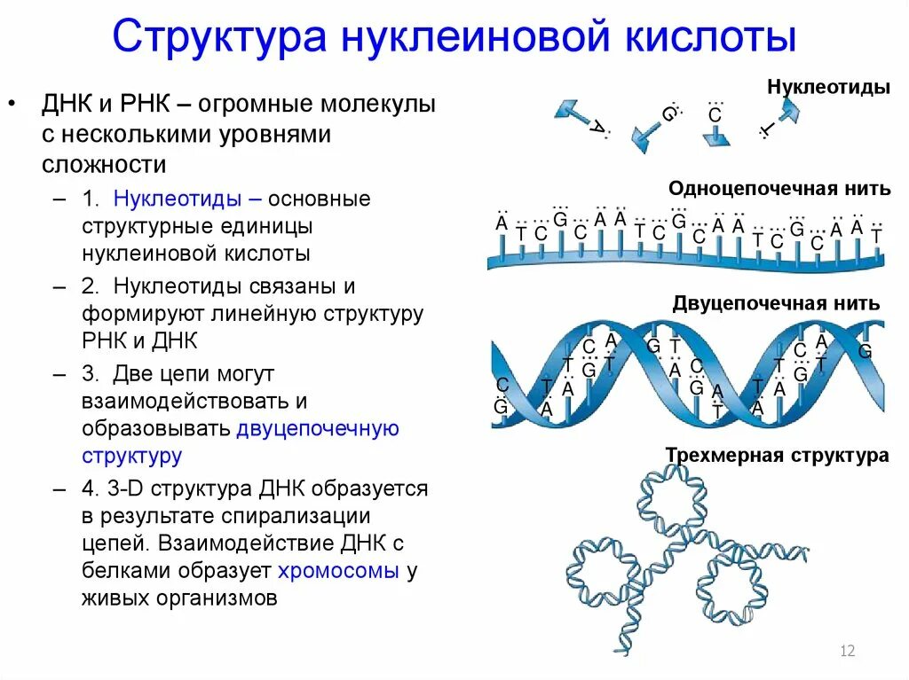 Характеристика структуры днк. Нуклеиновые кислоты строение структура. Структура нуклеиновых кислот. Структура ДНК И РНК формулы. Структура нуклеотидных кислот.