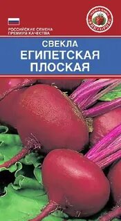 Свекла египетская плоская описание отзывы