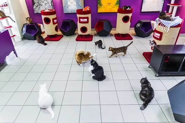 Республика кошек ул якубовича 10 фото Республика кошек, котокафе, Якубовича, 10, Санкт-Петербург 2ГИС
