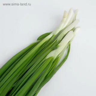 1 шт зеленый лук 3