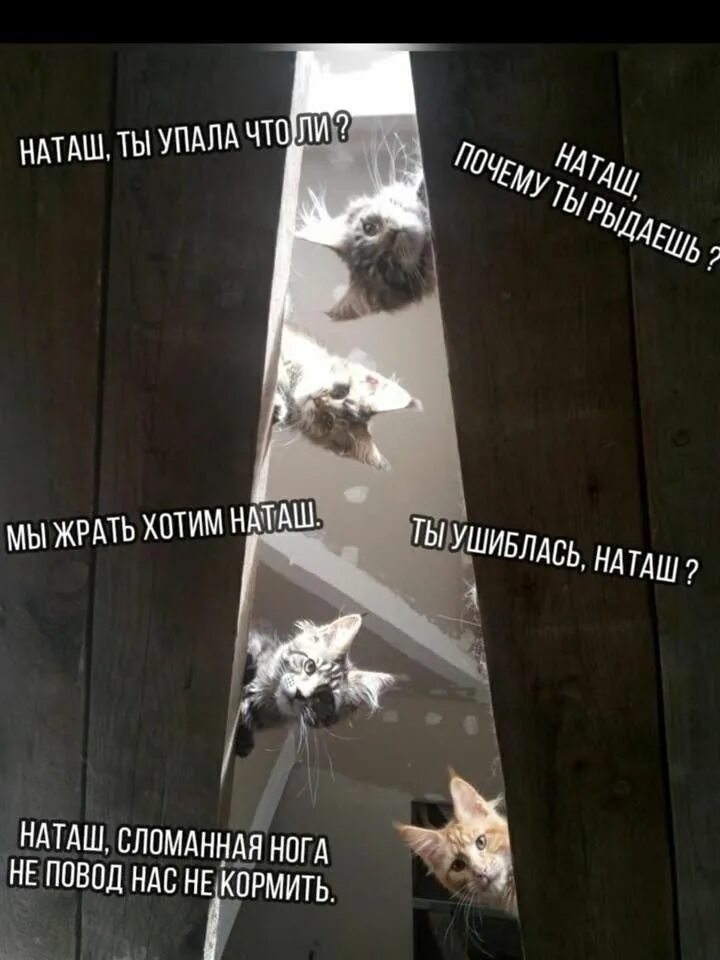 Мем наташа и коты картинки Bodyflex. Hugs !