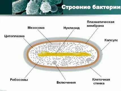 Мезосомы