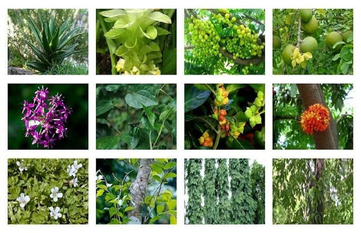 Medicine plants. Лекарственные растения medicinal Plants. Medical Plants презентация. Лекарственные растения на английском языке. Medicinal Plants презентация.