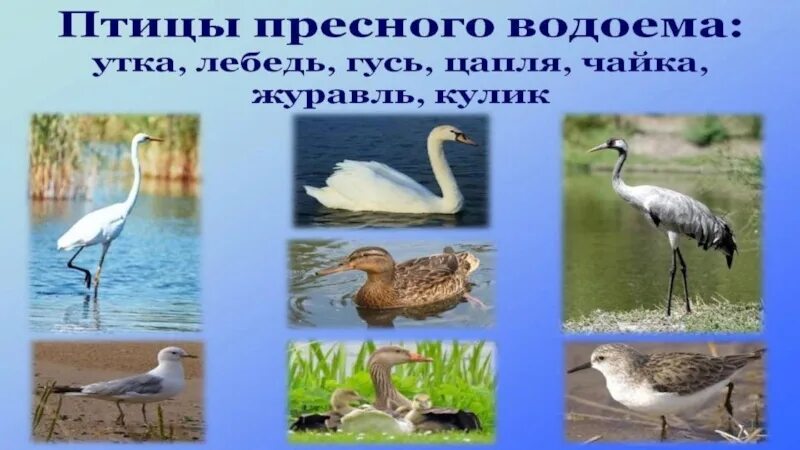 Животные пресных водоемов 4 класс. Птицы пресных водоемов. животные пресного водоема 2 класс птицы. растения и животные пресных водоемов омской области. пресные водоемы томской области.