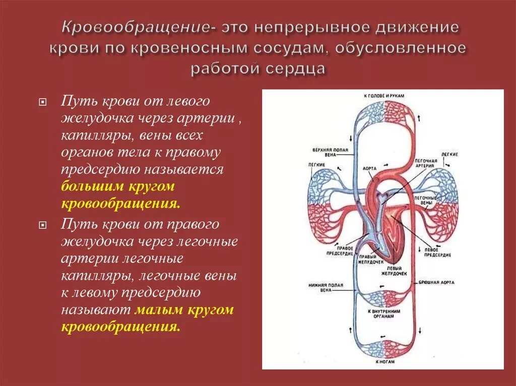 Сердечно сосудистая система большой и малый круг кровообращения. Путь большого круга кровообращения схема. Кровеносная система большой круг кровообращения. Обозначить большой и малый круг кровообращения.