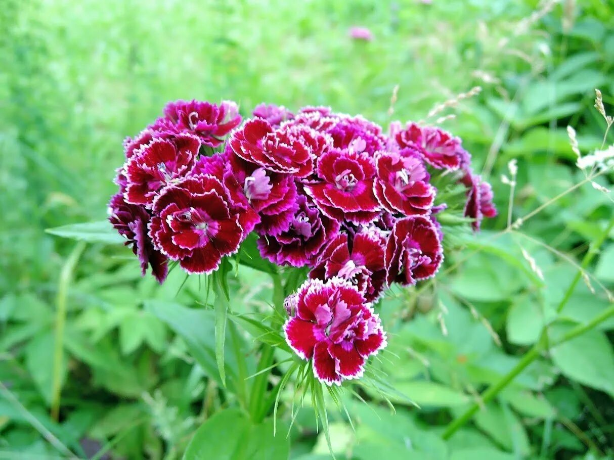 Гвоздика бородатая. Гвоздика холборн глори. Гвоздика бородатая - dianthus barbatus. Турецкая гвоздика первый год. Турецкая гвоздика первый год.