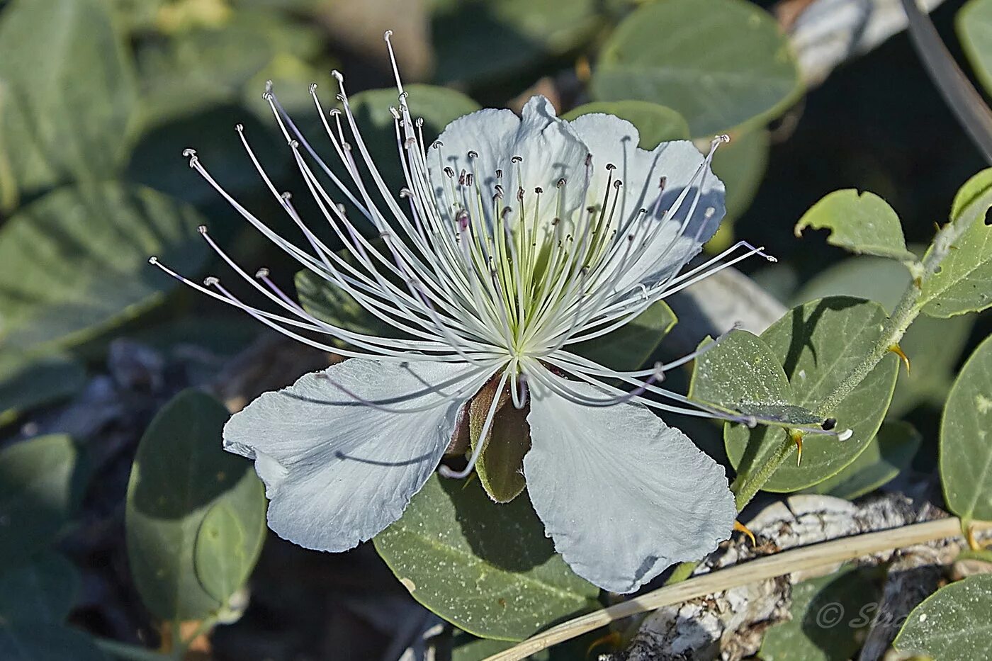Каперсы capparis spinosa. Грибы каперсы. Каперсы что это фото с чем едят. Каперсы растение. Каперсы цветы.