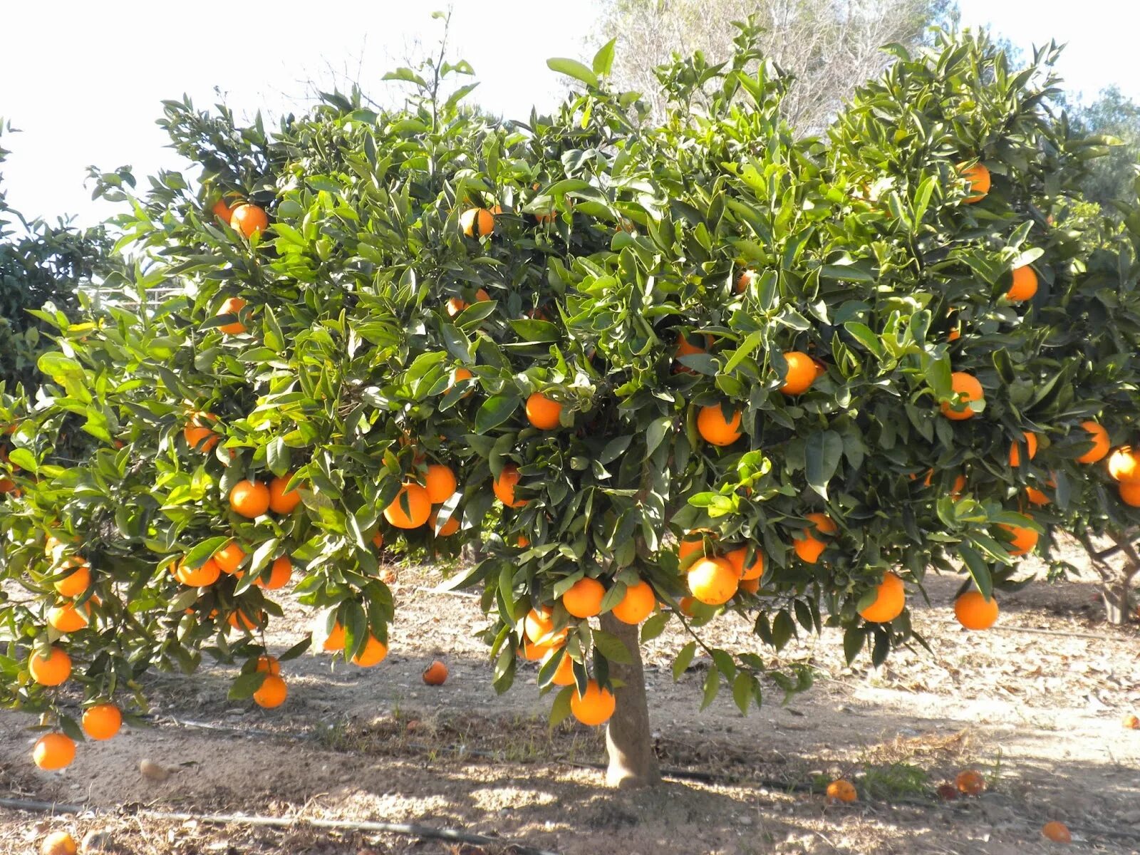 человек апельсин. красивый апельсин. цитрон цитрусовые. покажи фотку апельсинов. мандарин декопан.