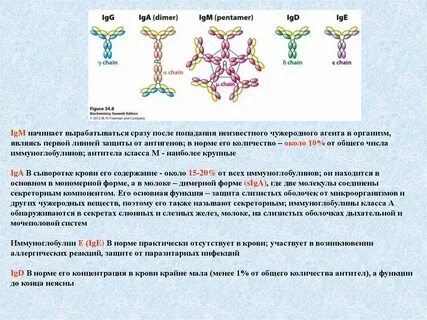 Иммуноглобулины телят