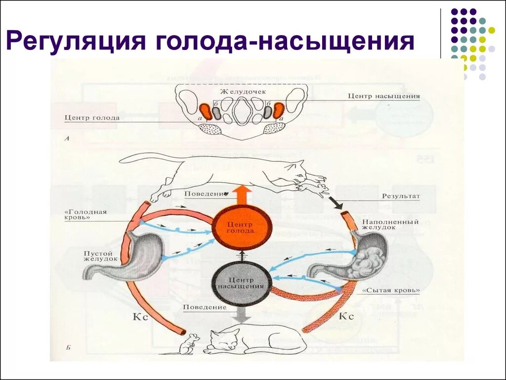 Где находится голод. Физиологические механизмы голода и насыщения физиология. Схема регуляции аппетита. Физиология регуляция центр аппетита. Схема механизмов голода и насыщения.