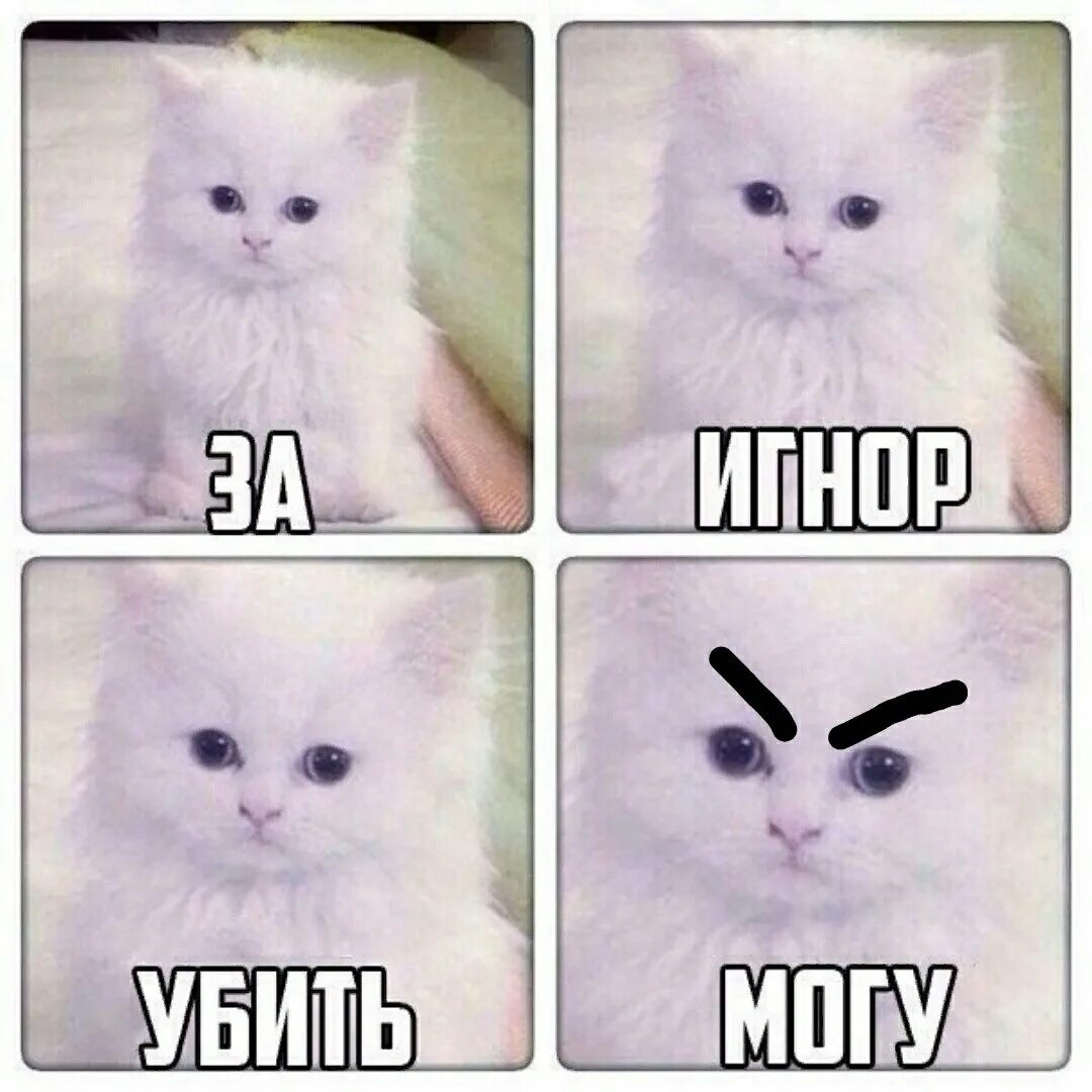 Мем кот можно. Мемы с котиками. Мемы про игнор. Милые картиночки с надписями. Игнор картинки.