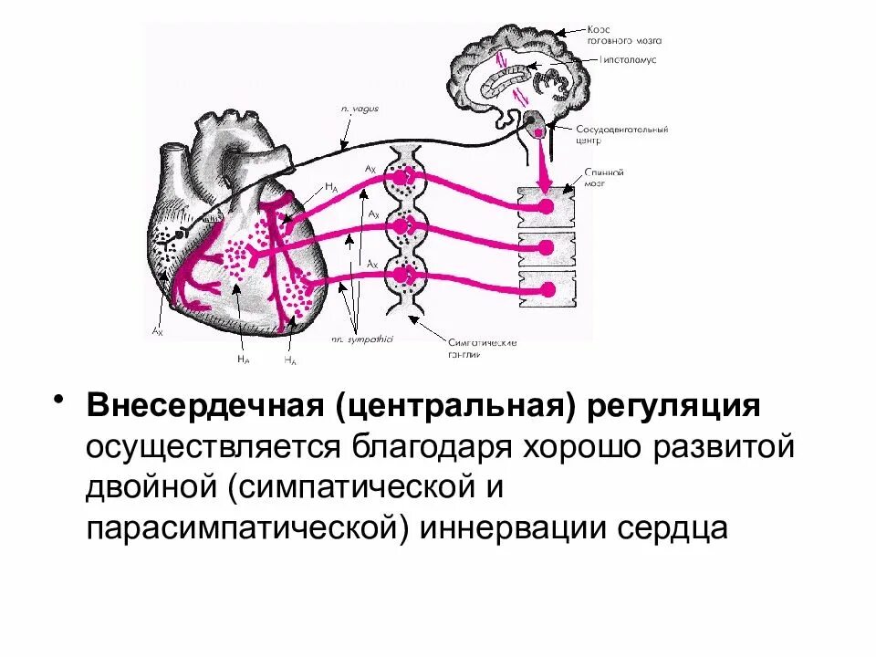 Схема нервно-рефлекторной регуляции деятельности сердца. Схема регуляции сердечной деятельности. Парасимпатическая регуляция сердца. Симпатическая и парасимпатическая регуляция сердечной деятельности. Парасимпатическая иннервация сердца