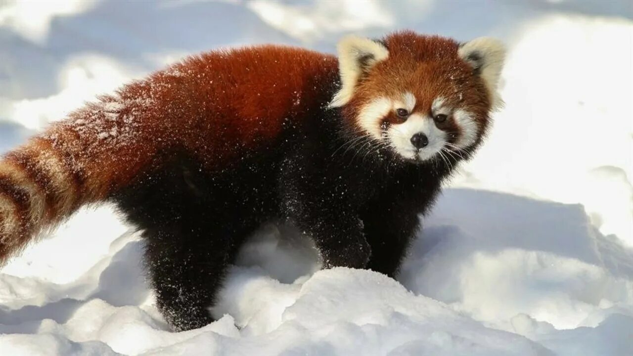 Illegal trade of Red Pandas in India and across borders - Wildlife Trade Report 