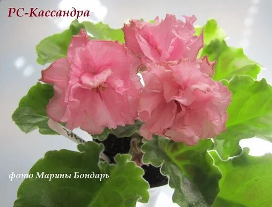 Фиалка пленник кассандры. Дв пленник кассандры фиалка. Фиалка пленник кассандры. Фиалка апачи миднайт. Фиалка голубой бриз.