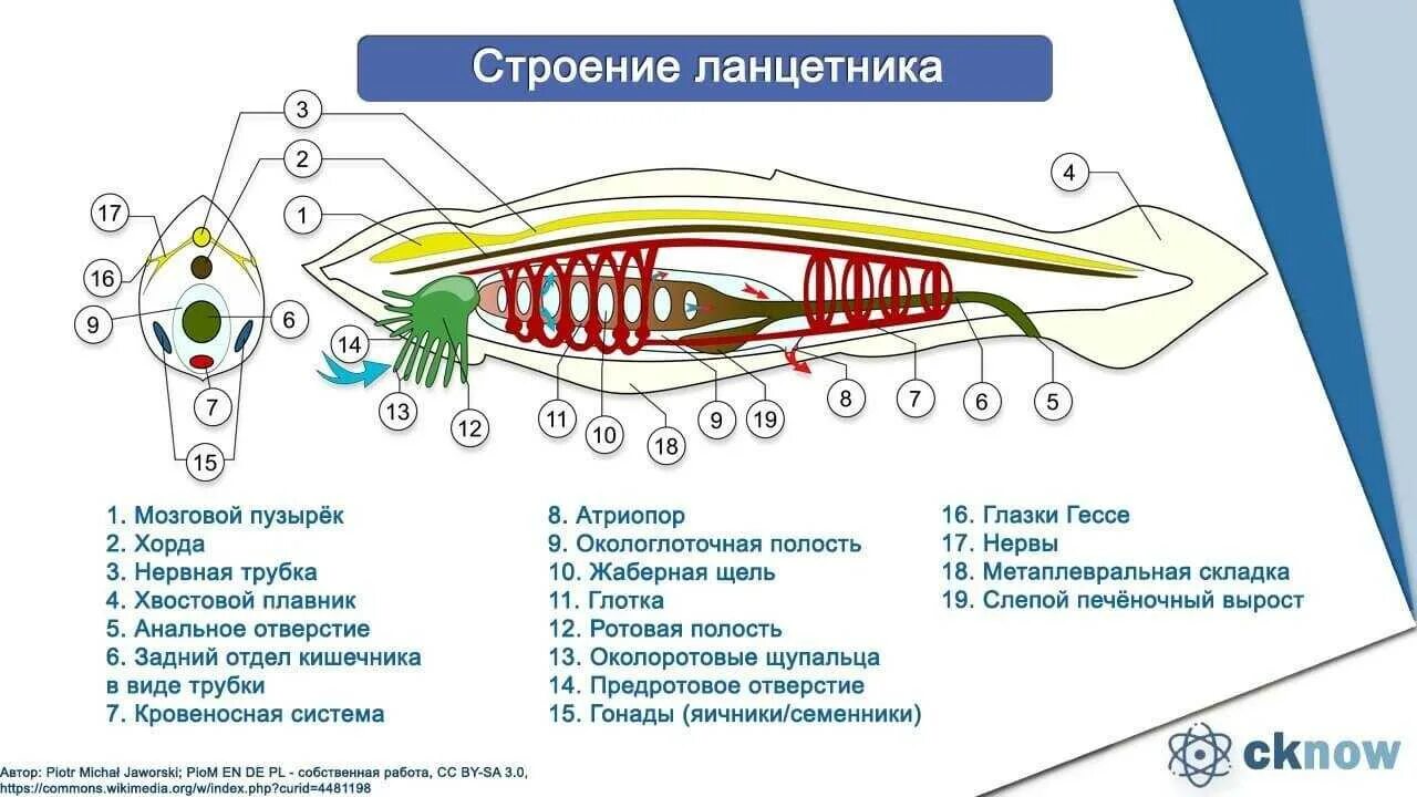 Внутреннее строение ланцетника. Общая схема внутреннего строения хордовых животных. схема внутреннего строения ланцетника. ланцетник строение атриопор. общая характеристика строения хордовых.