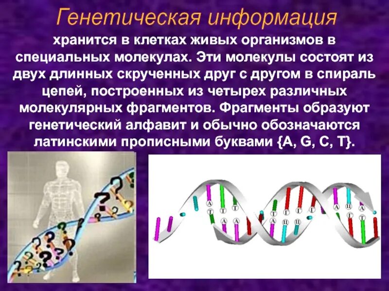 Хранящей генетическую информацию. Наследственная информация хранится в. Передача наследственной информации клетки.