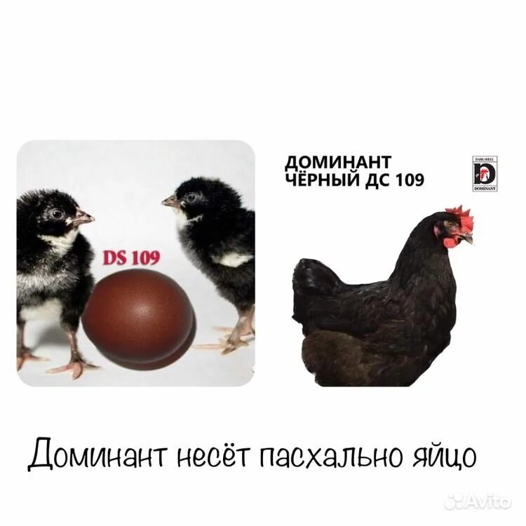 доминант дс 109.