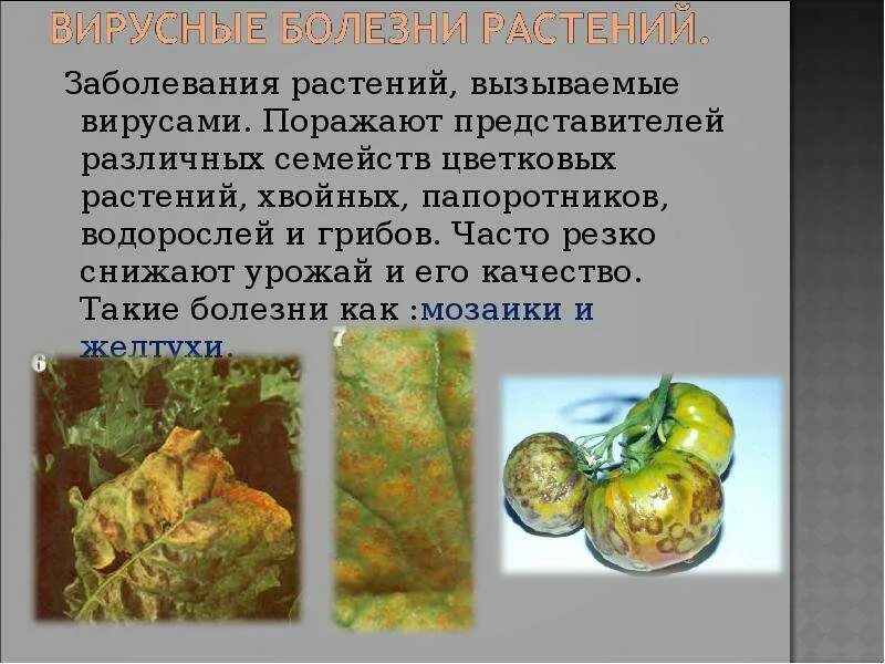 Растения вызывающие заболевания животных и людей. Вирусные заболевания растений биология 5 класс. болезни растений вызываемые вирусами. вирусные заболевания растений презентация. болезни растений вызываемые вирусами список.