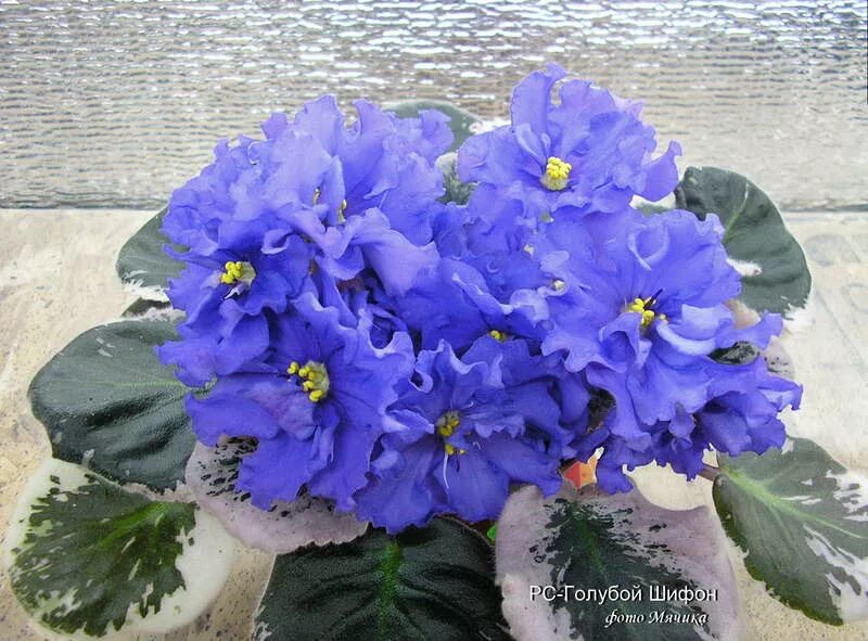 фиалка шифон