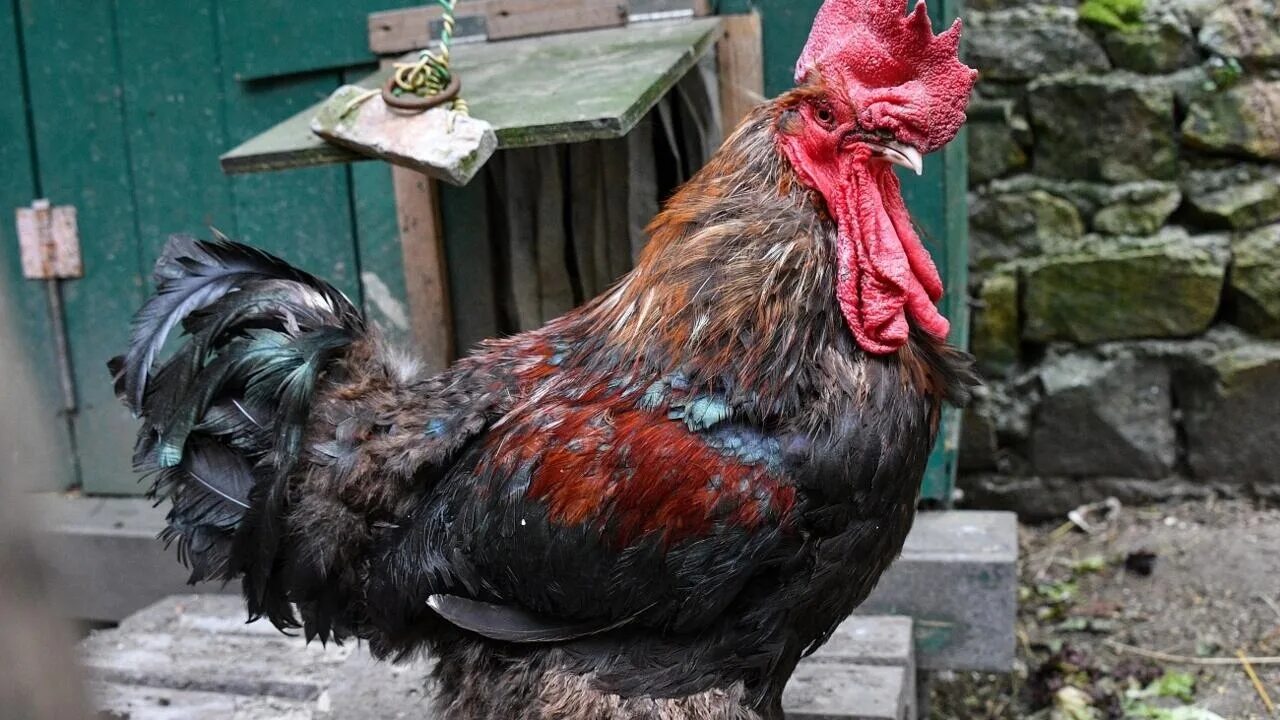 Петух жизнь. Петух анфас. Бойцовые петухи. Петух жизнь. Петух жизнь.