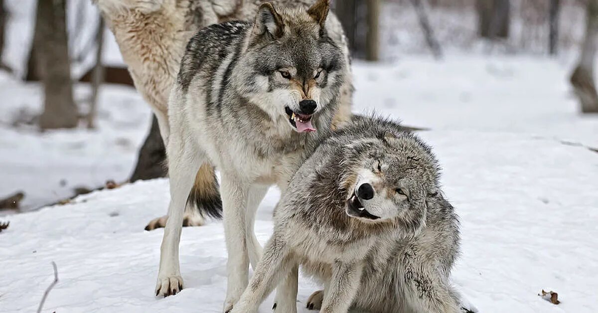 Самый главный волк. Сильный волк. Здоровый волк.