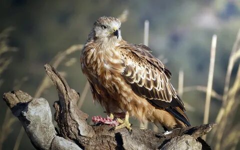 Falcon fruit