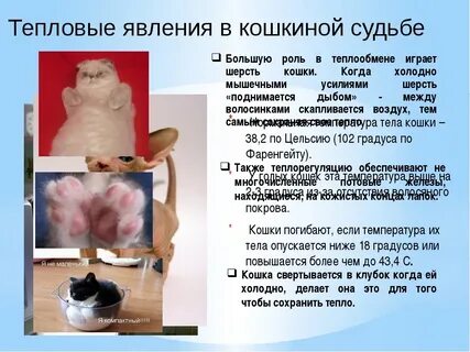 Какая температура у кошек считается
